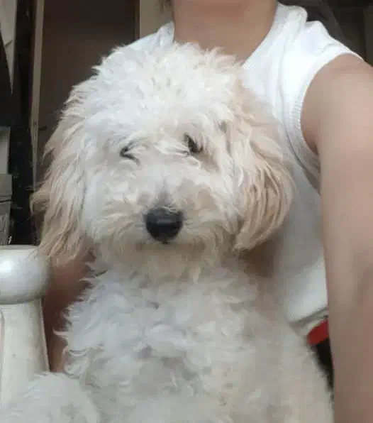 پودل کرم|سگ|کوچصفهان, |دیوار