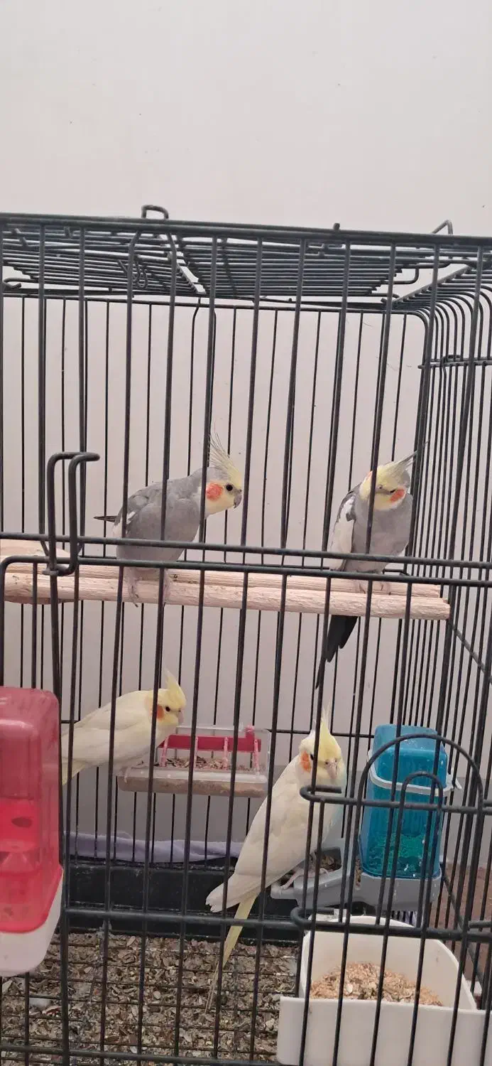 عروس هلندی|پرنده|شاهین دژ, |دیوار