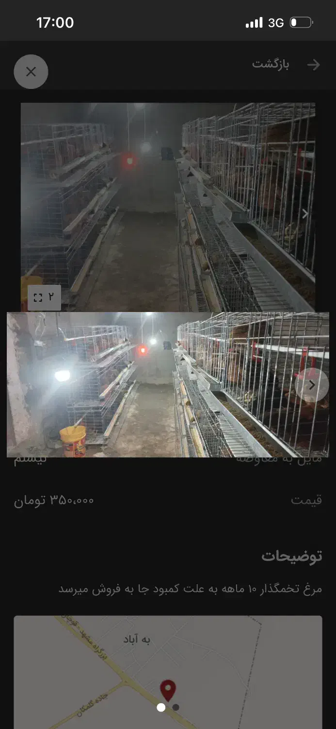 مرغ تخمگذار محلی|حیوانات مزرعه|گلمکان, |دیوار