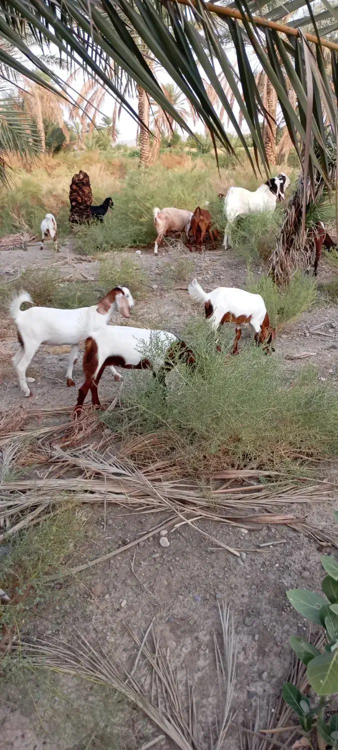 کهره گیسه|حیوانات مزرعه|بلوک, |دیوار