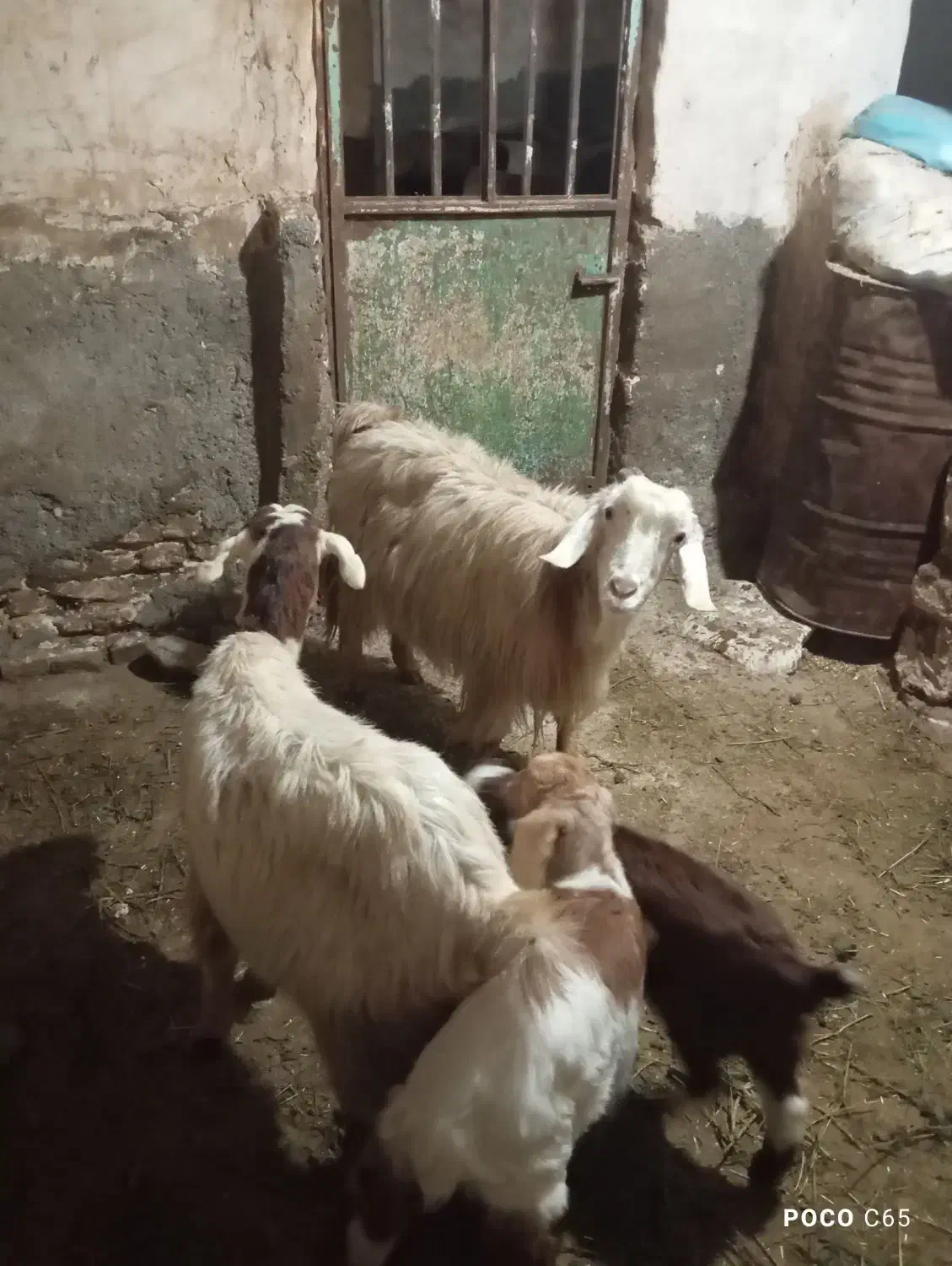 بز بزغاله دار|حیوانات مزرعه|تربت‌حیدریه, بالا ولایت|دیوار