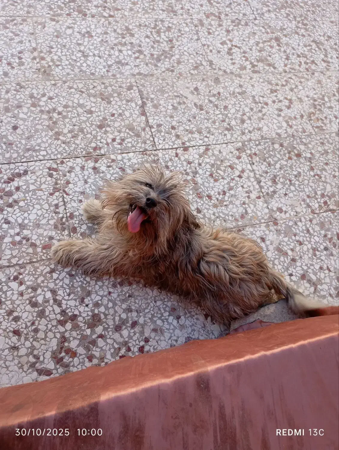 سگ شیتزو 5 ماهه|سگ|گلبهار, شهر جدید گلبهار|دیوار