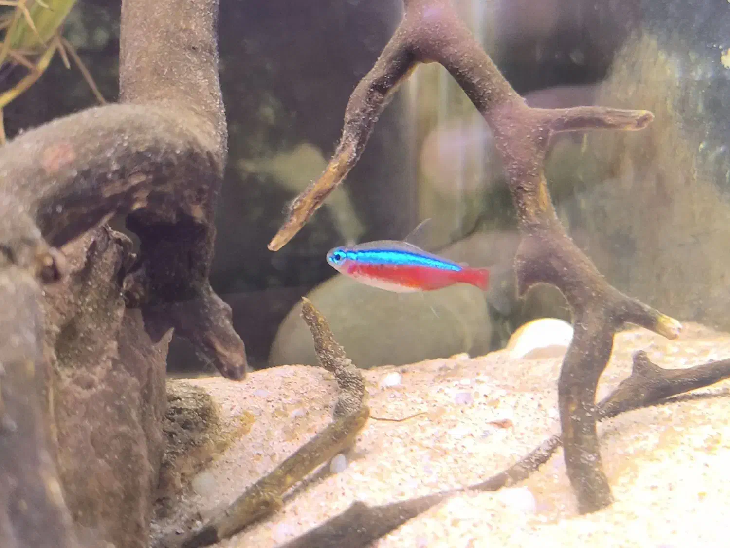 ماهی تترا|ماهی|صحنه, |دیوار