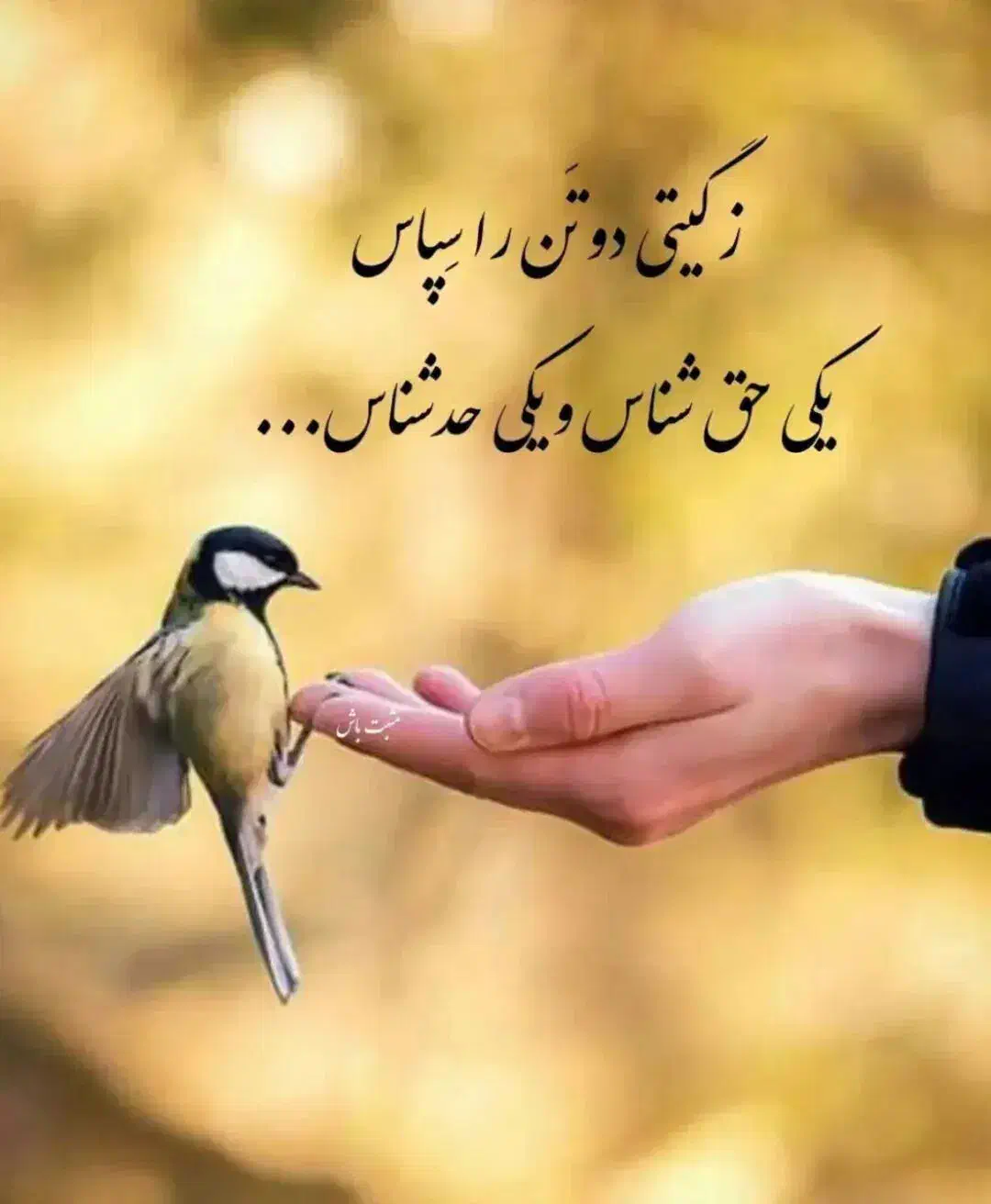 راهنمایی لطفا|فعالیت داوطلبانه|شیراز, زرهی|دیوار