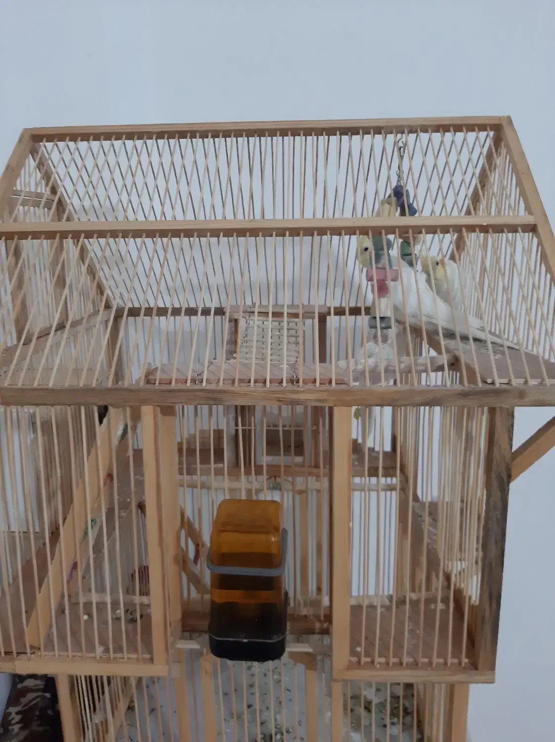 پرنده جفت لوتینو با قفس دست ساز چوبی|پرنده|فیروزکوه, |دیوار