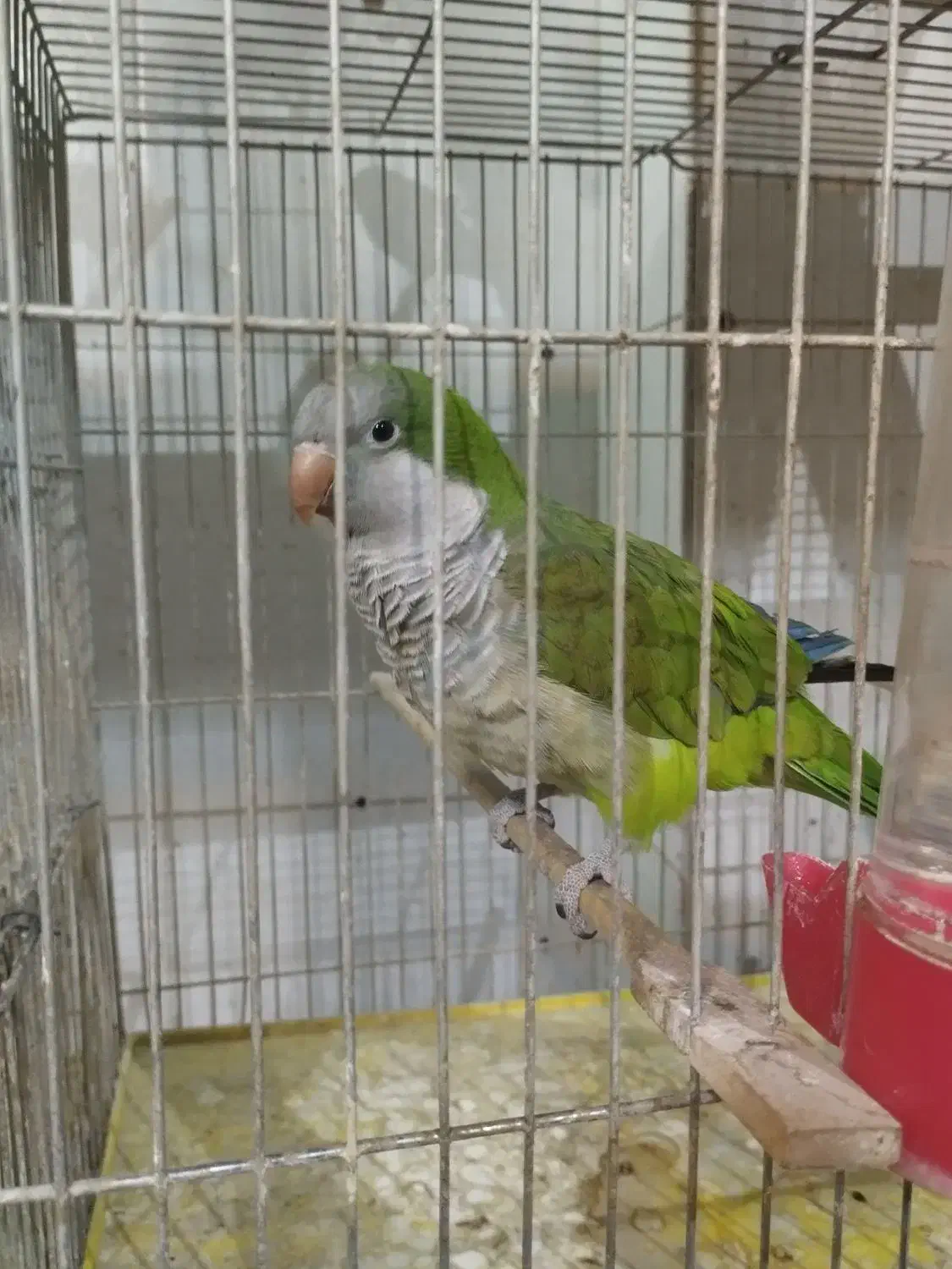 پرنده طوطی راهب|پرنده|اصفهان, جاوان|دیوار