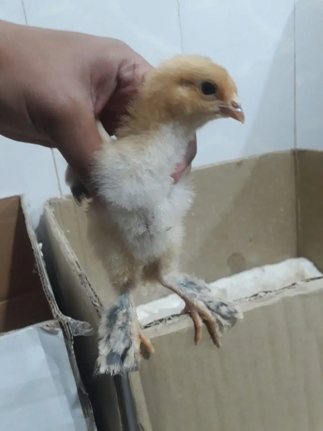 جوجه برهما سلطان اصل|حیوانات مزرعه|نگین شهر, |دیوار