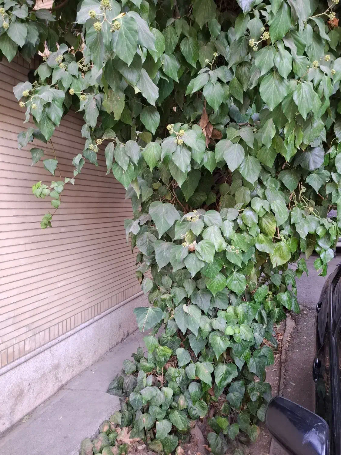 منزل ۱ طبقه مسکونی قصر قمشه|فروش خانه و ویلا|شیراز, شهرک قمشه|دیوار