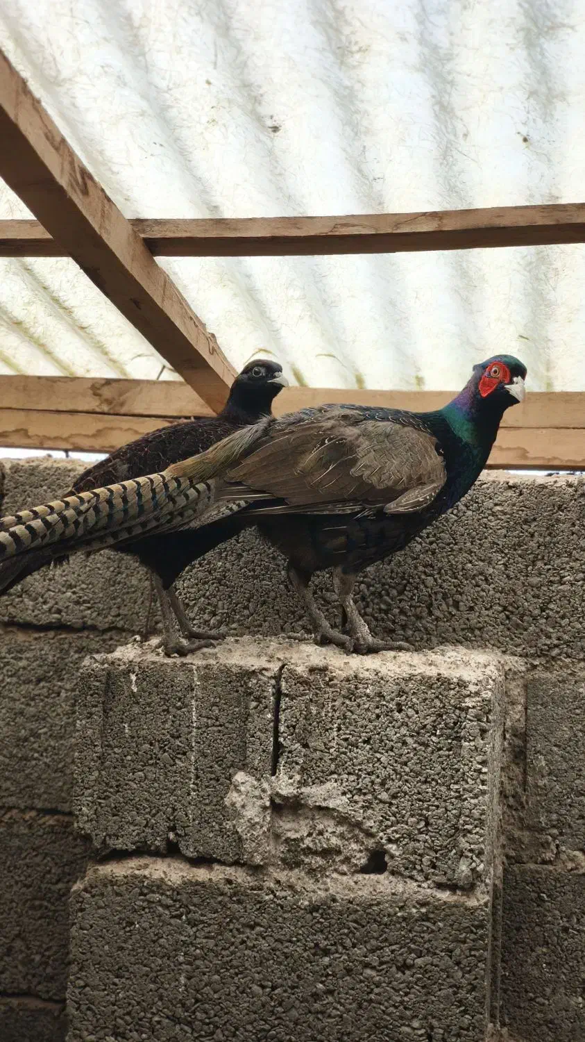 مرغ خروس زیبا|حیوانات مزرعه|سنگر, |دیوار