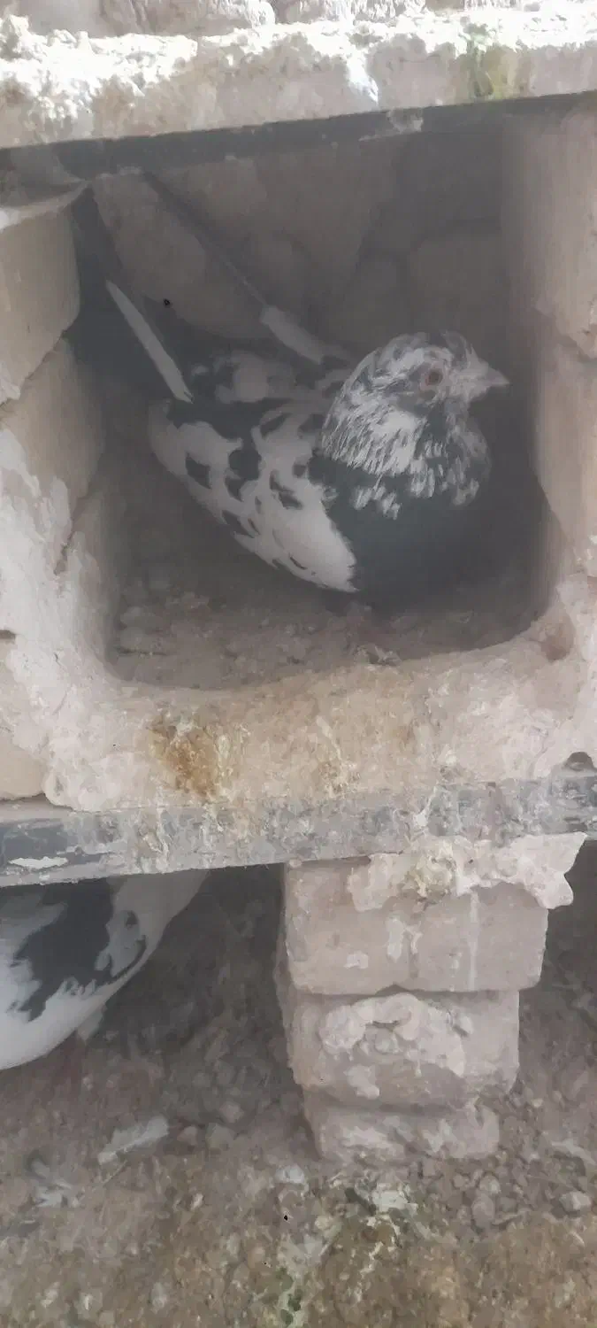 کبوتر|پرنده|سلطانیه, |دیوار