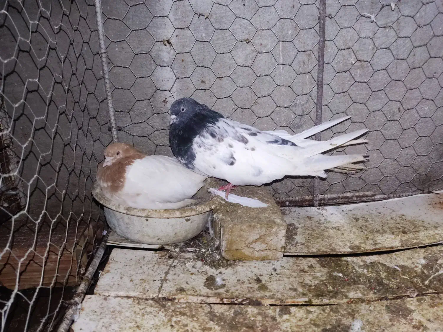 پرنده کبوتر|پرنده|میانه, |دیوار