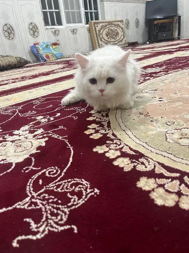 گربه|گربه|کرمانشاه, |دیوار