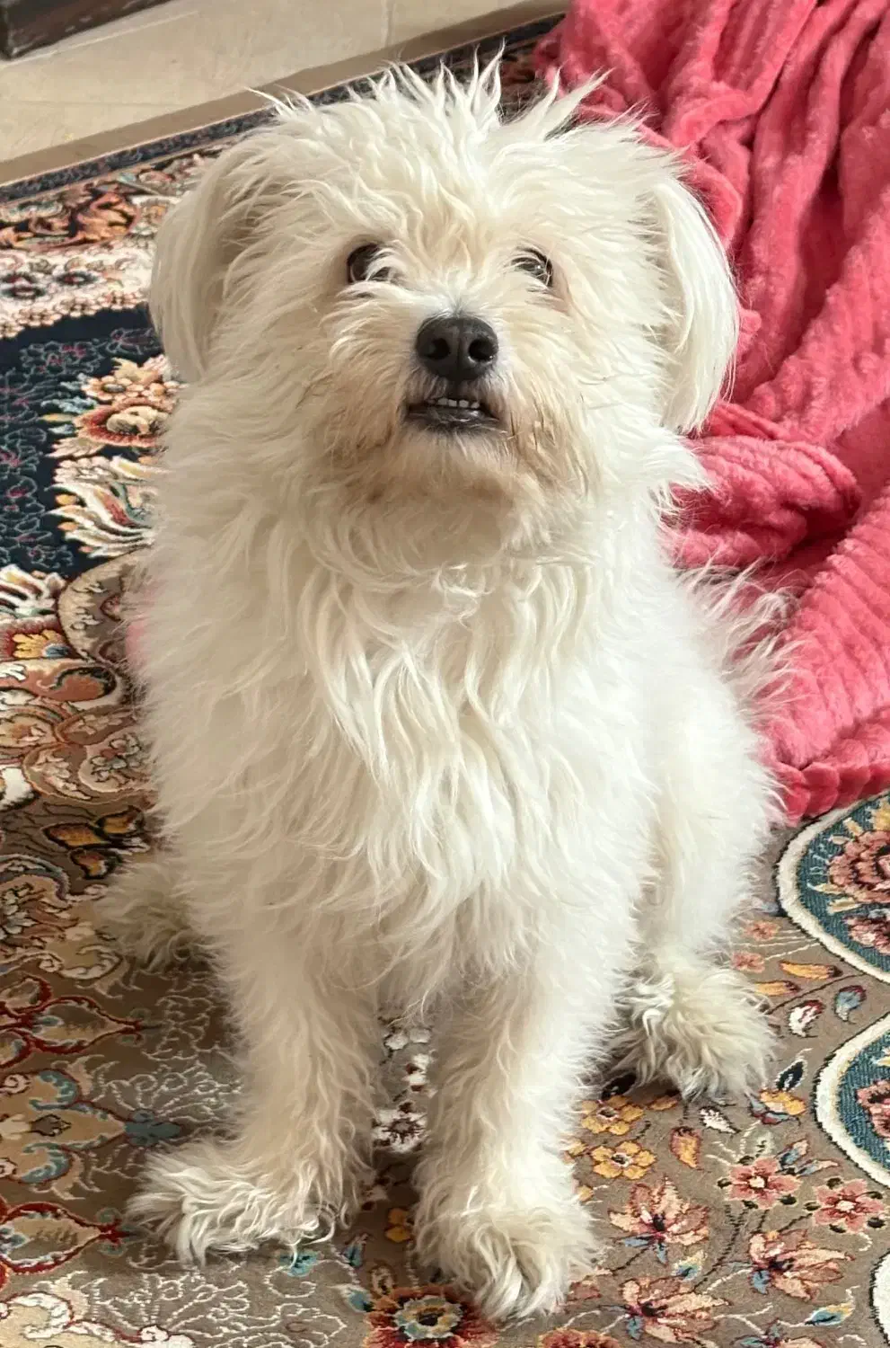 سگ پیدا شده|حیوانات|اصفهان, ملک‌شهر|دیوار