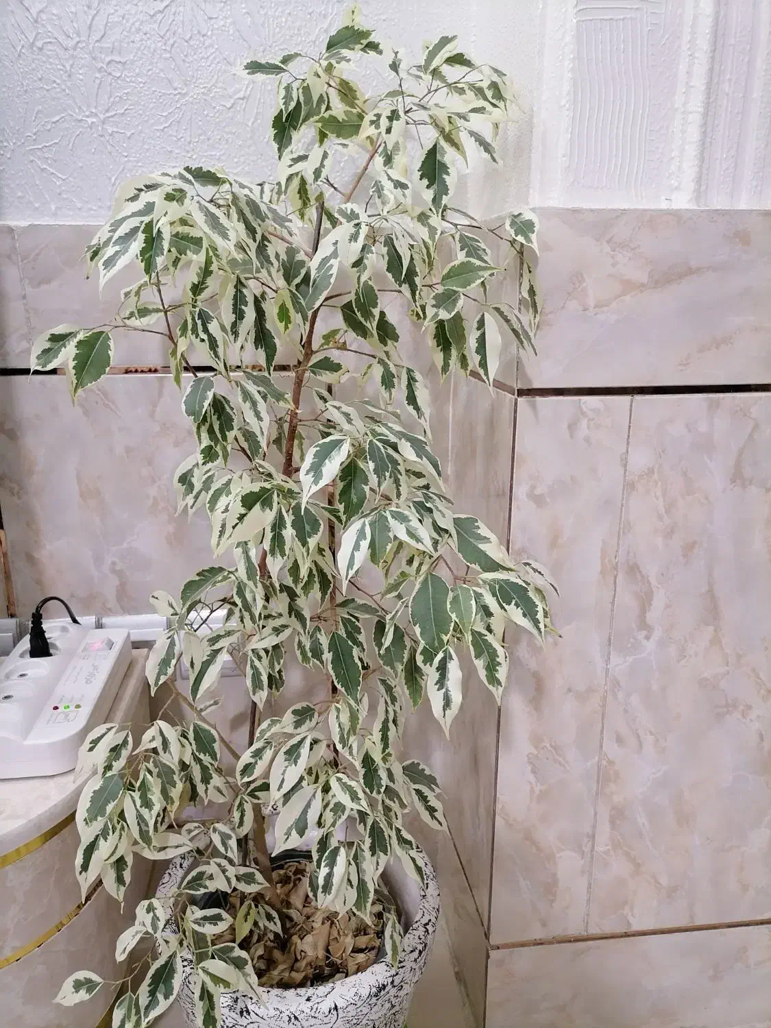 گل بنجامین|گل و گیاه طبیعی|شاهین‌شهر, شهرک هشت بهشت|دیوار