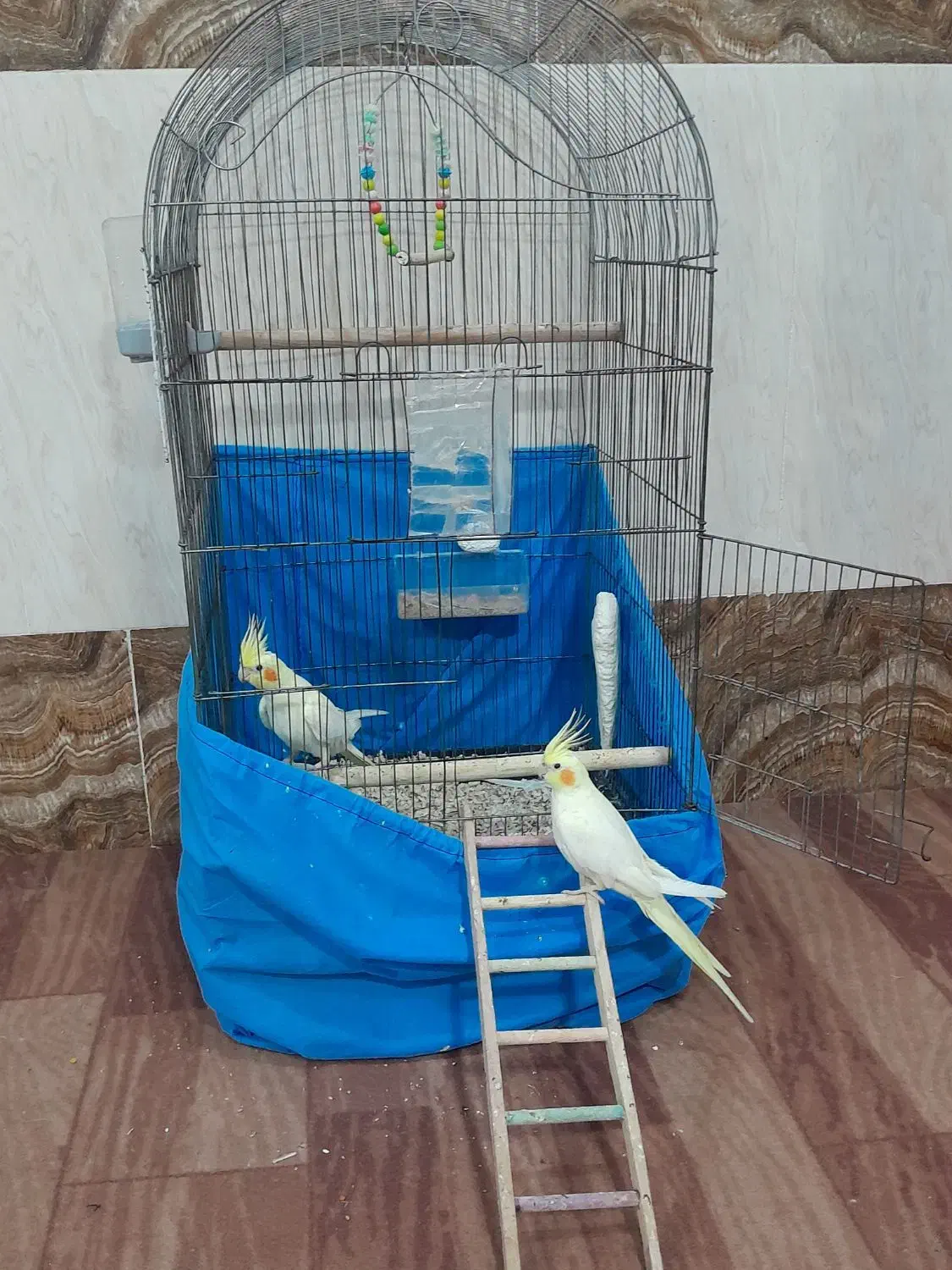 یک جفت عروس هلندی لوتینو|پرنده|قشم, |دیوار