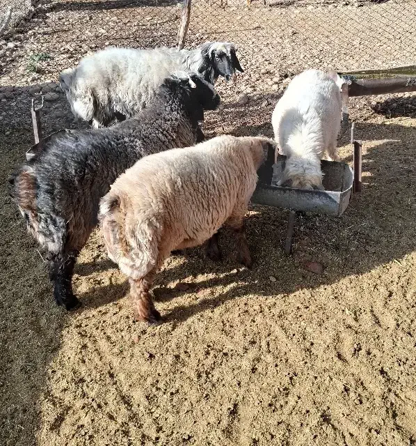 بره نر و قوچ|حیوانات مزرعه|شیراز, محمدیه|دیوار