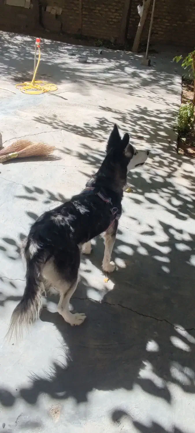 سگ هاسکی خوشکل|سگ|بوکان, |دیوار