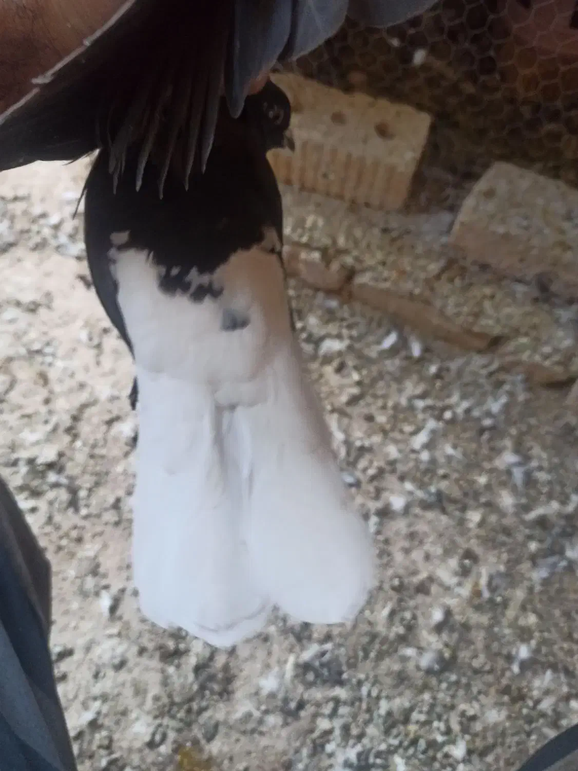 دوتا دم سفید ماده|پرنده|شیراز, داریون|دیوار