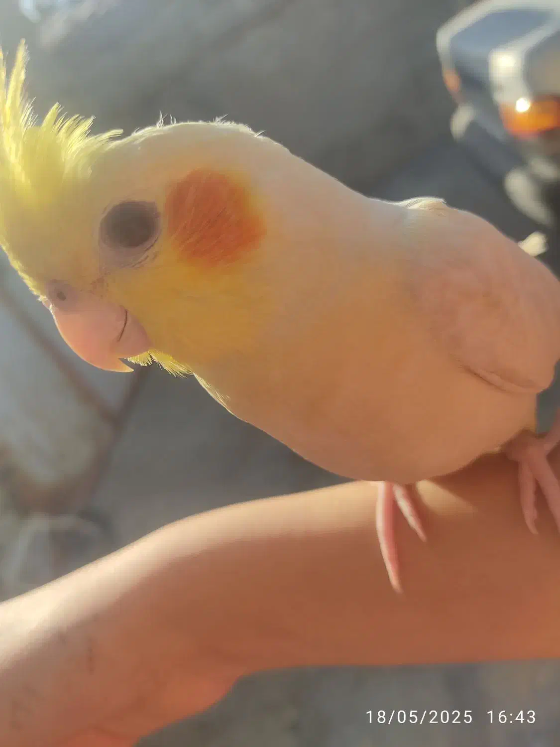 عروس هلندی گمشده|پرنده|چمران, |دیوار