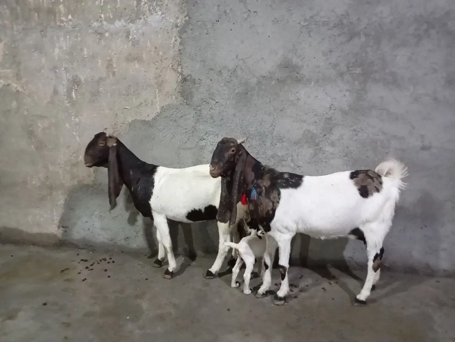 ۲ بز گلابی وکاموری اصل|حیوانات مزرعه|بروجرد, |دیوار