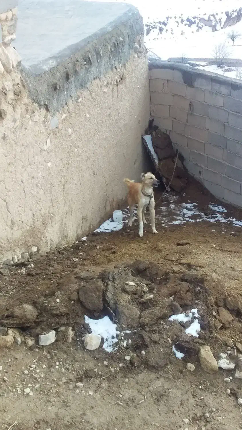 نگهبان|سگ|آبکوه, |دیوار