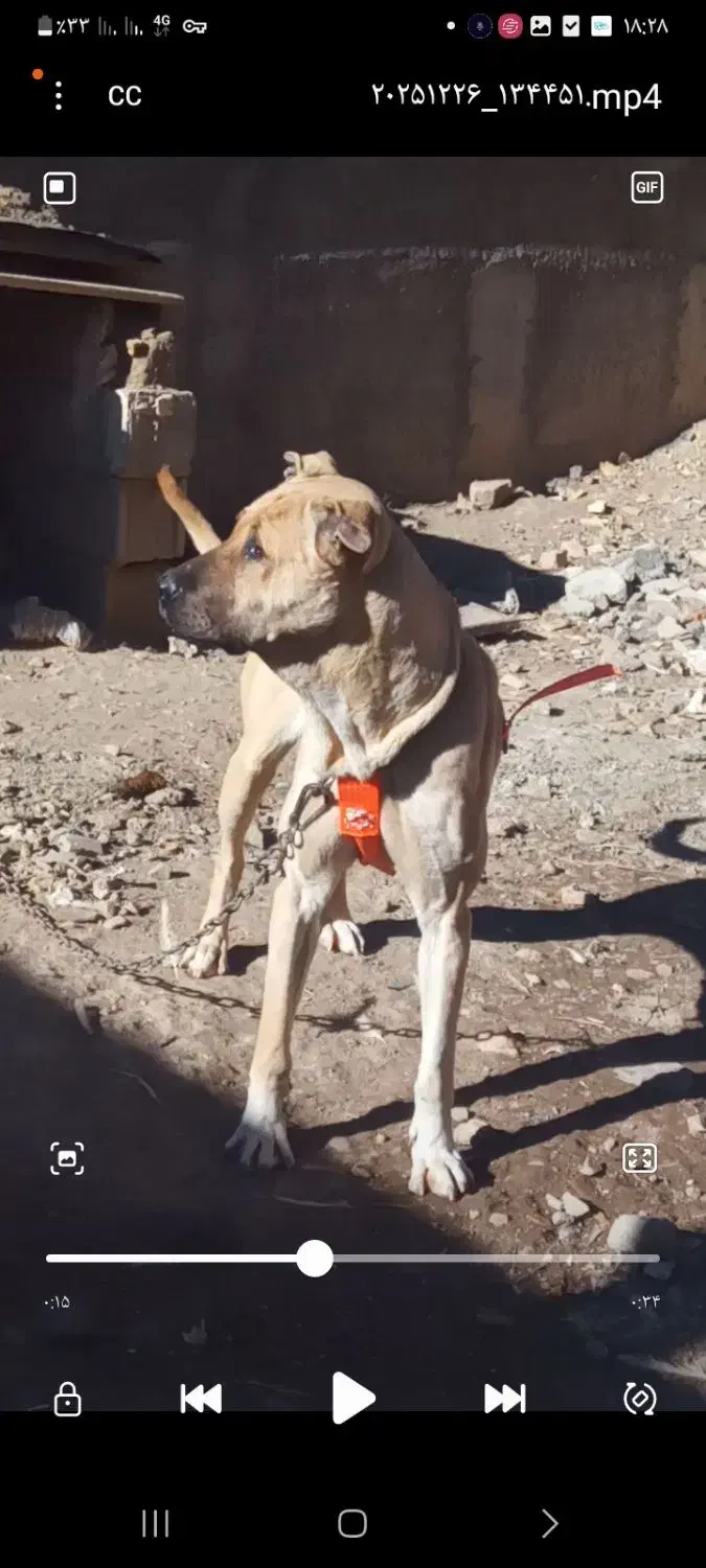 ماده سراب|سگ|خمین, |دیوار