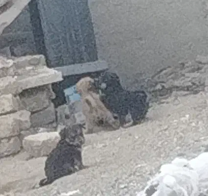 سگ..|سگ|بروجرد, |دیوار