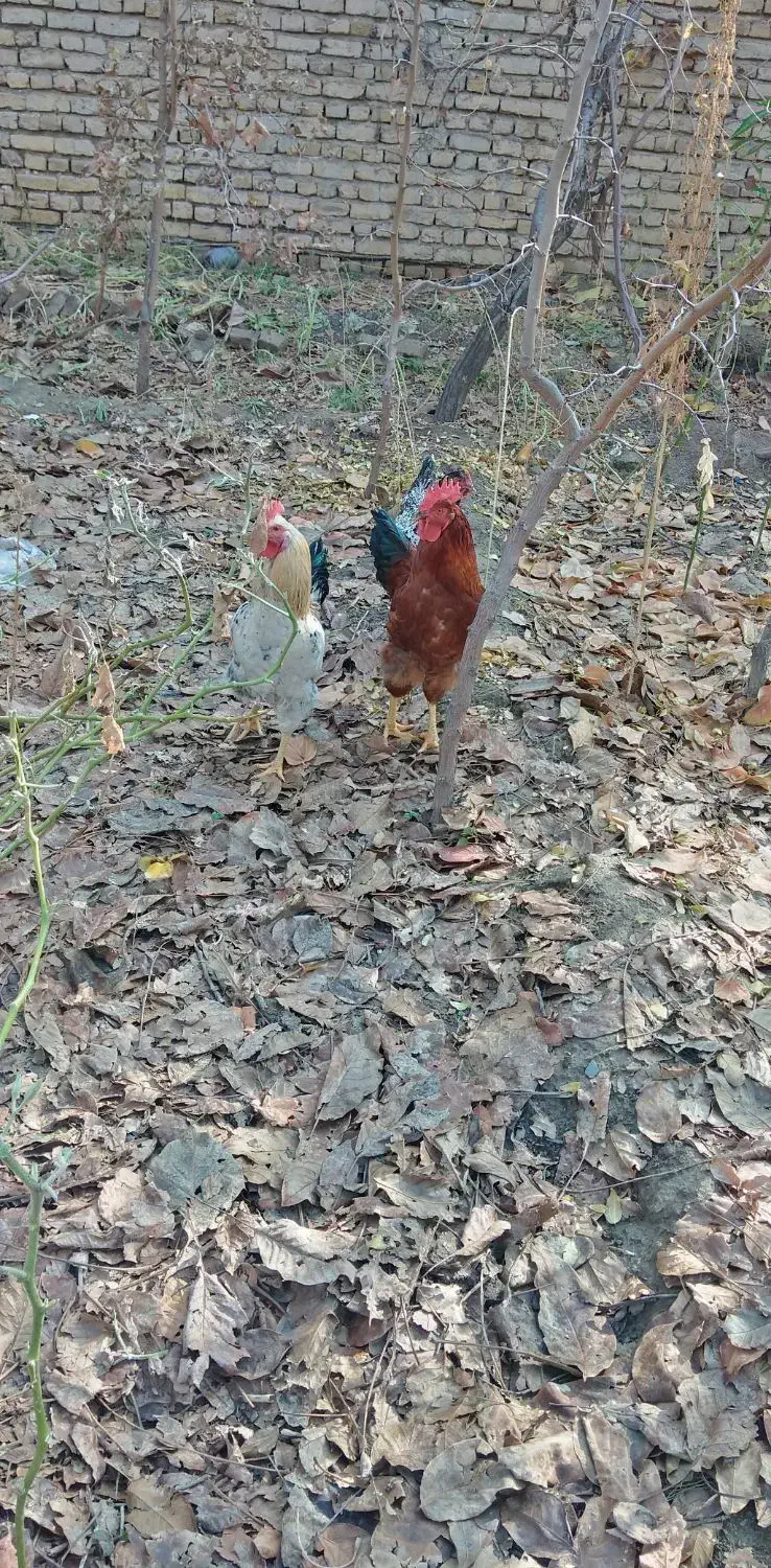 تعداد 3عدد خروس|حیوانات مزرعه|طرقبه, |دیوار