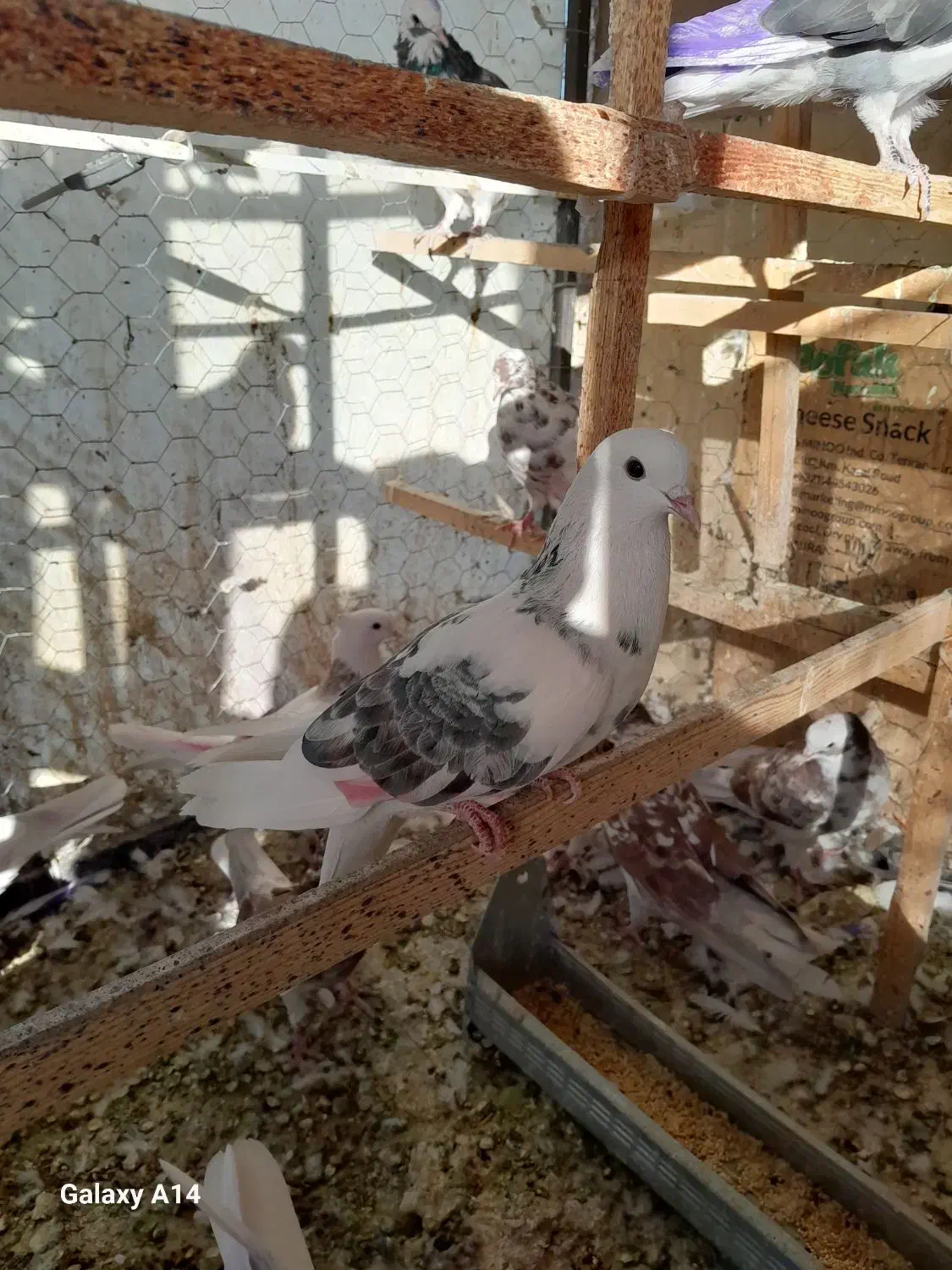 ماده خال سبز|پرنده|تهران, بازار|دیوار