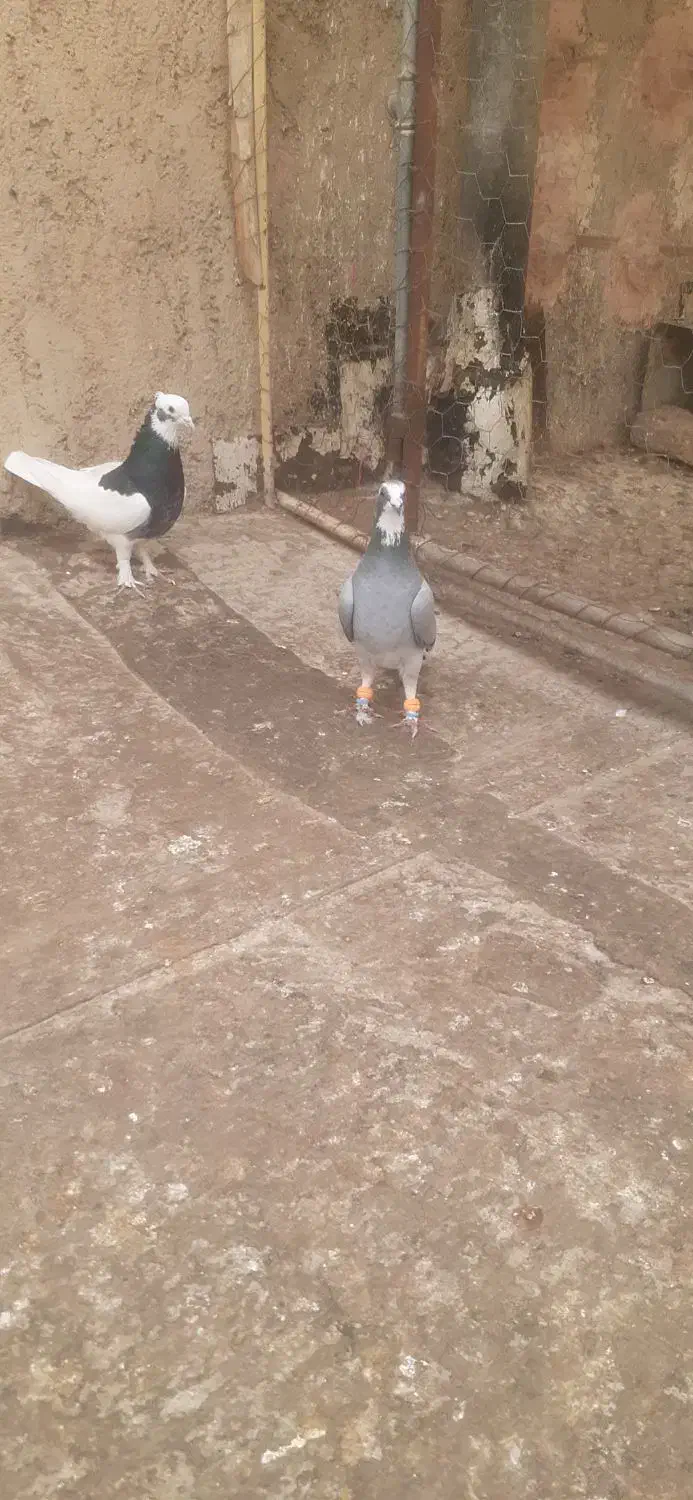 کبوتر صید به شرط|پرنده|بجنورد, |دیوار