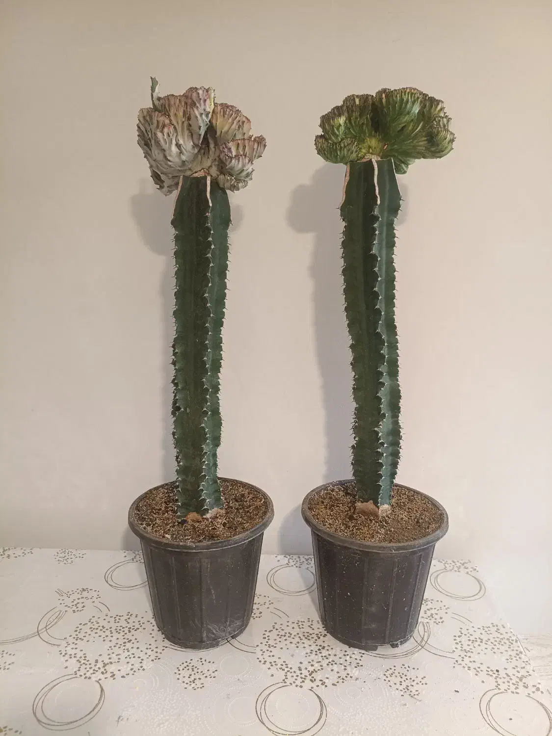 فروش انواع افوربیا،کاکتوس و گل گیاهان اپارتمانی|گل و گیاه طبیعی|کرج, شهرک اوج|دیوار