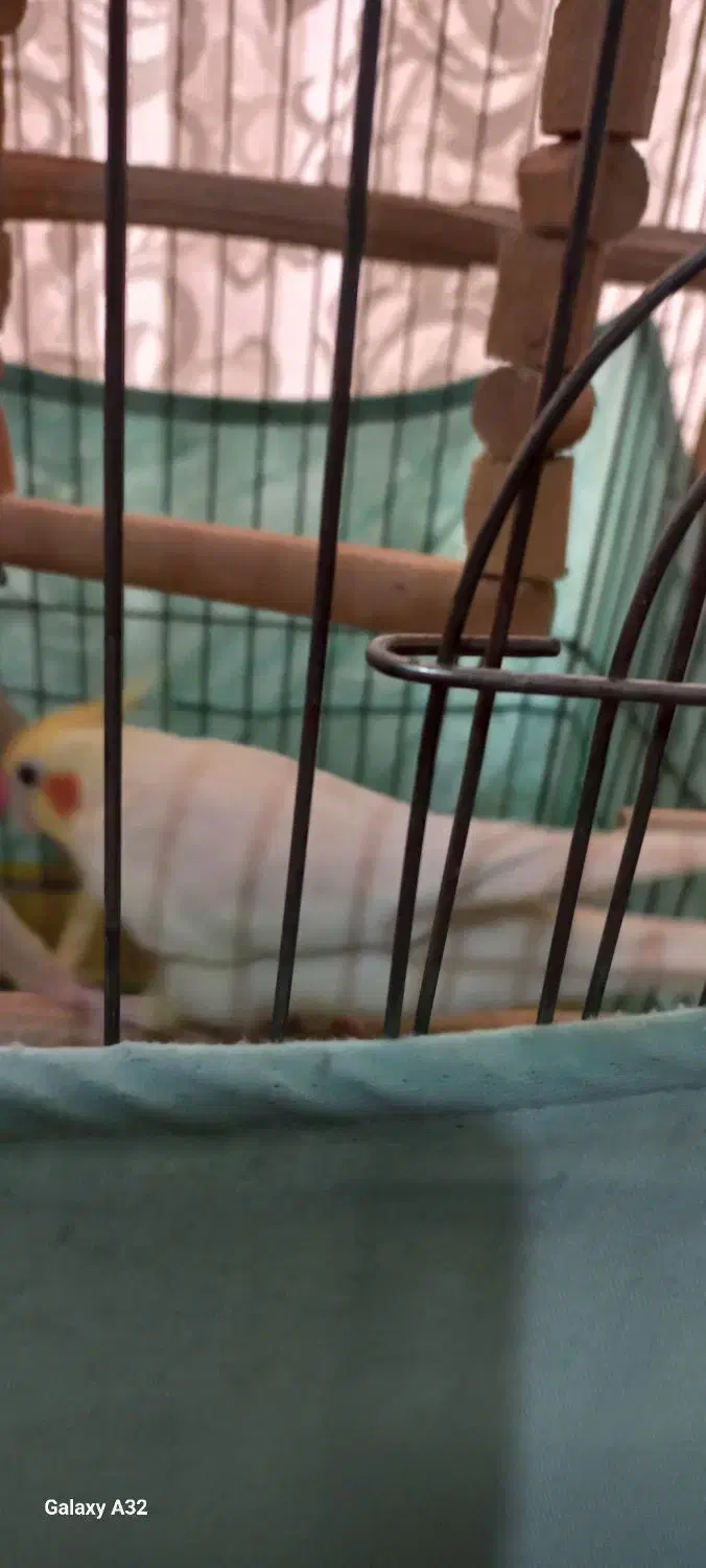 طوطی عروس مولد سخنگو خانگی،معاوضه|پرنده|کرج, باغستان|دیوار