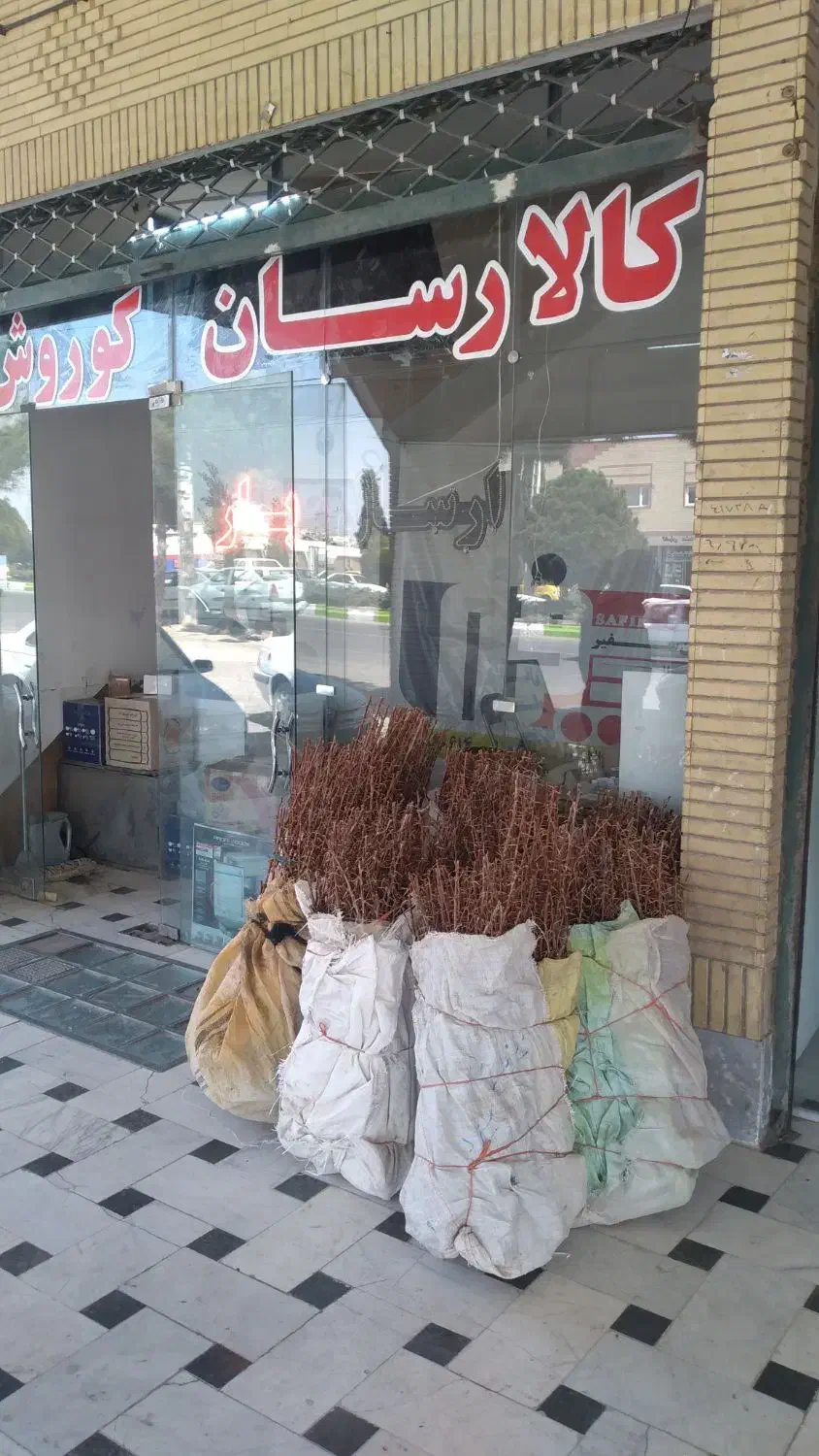 نهال زرشک بی دانه ونهال گل محمدی|خدمات باغبانی و درختکاری|بیرجند, |دیوار