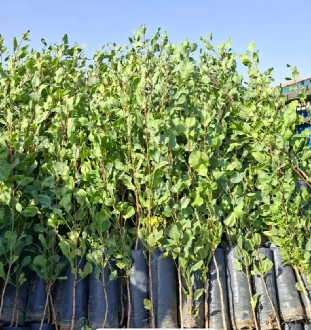 نهال پسته|خدمات باغبانی و درختکاری|زرندیه, |دیوار