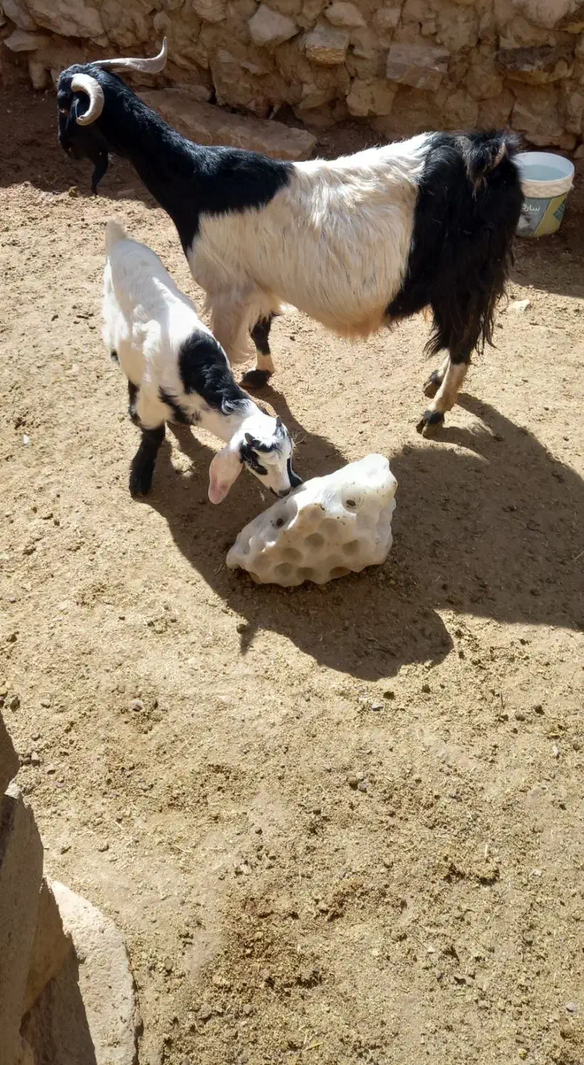 بز و بزغاله|حیوانات مزرعه|سامن, |دیوار