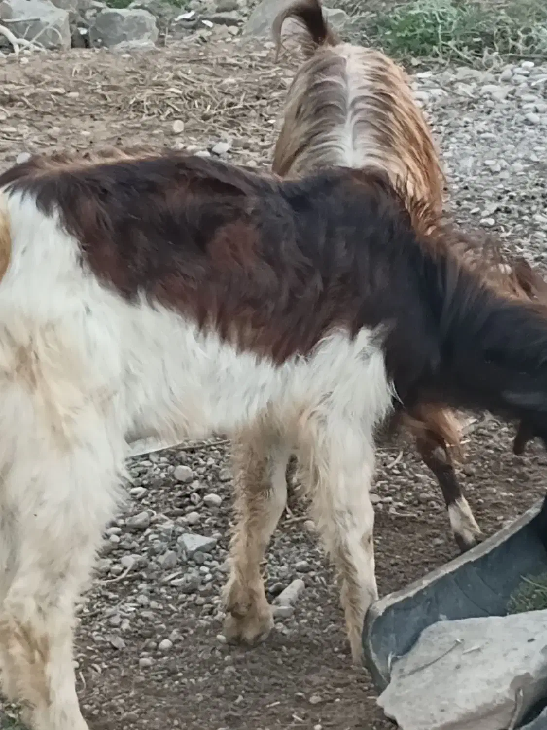 ۵ بز ۲ بیگ ۱بعده|حیوانات مزرعه|شوشتر, |دیوار