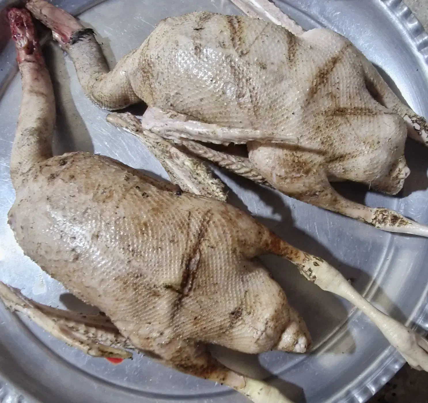 غاز واخضری کله سبز|حیوانات مزرعه|بندر امام خمینی, |دیوار