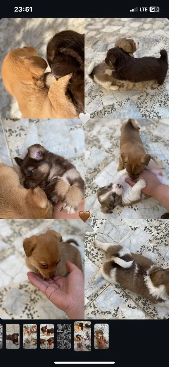 سگ پا کوتاه|سگ|علی‌آباد کتول, |دیوار