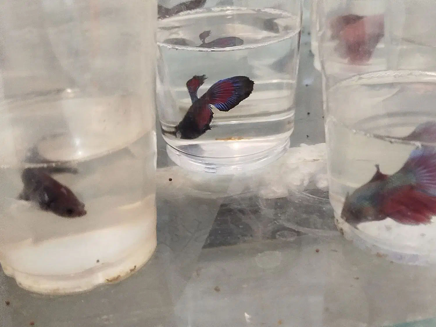 ماهی فایتر|ماهی|مشهد, الهیه|دیوار