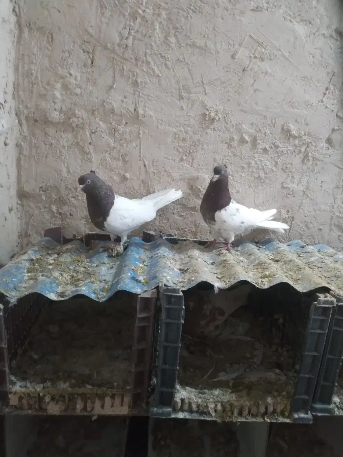 کبوتر|پرنده|عجب شیر, |دیوار