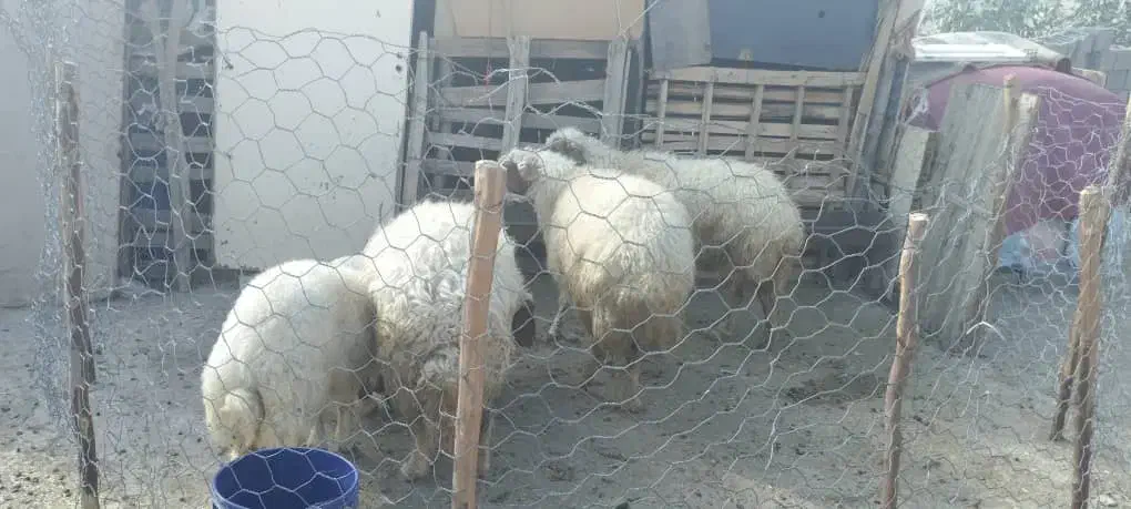 گوسفند و بره|حیوانات مزرعه|مهران (ایلام), |دیوار