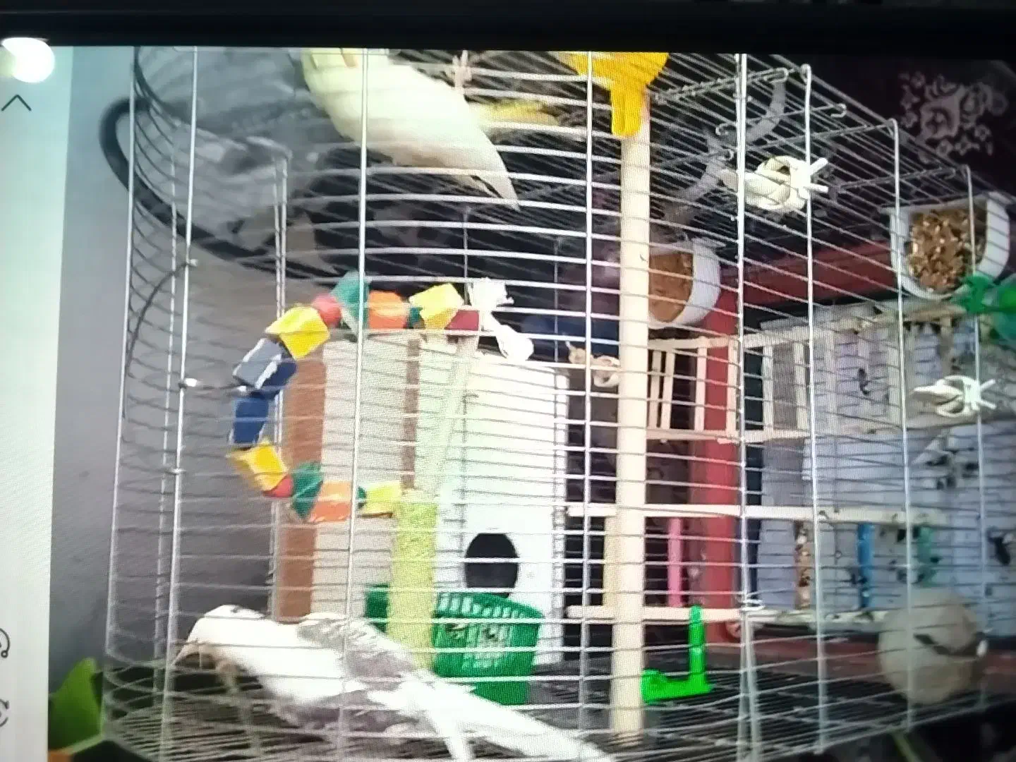 جوفت خوب عروس نر سخن گو|پرنده|آشخانه, |دیوار