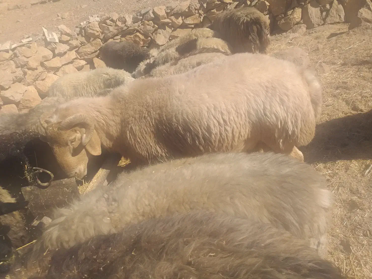 غوچ داشتی جوان هیکلی|حیوانات مزرعه|دهدشت, |دیوار