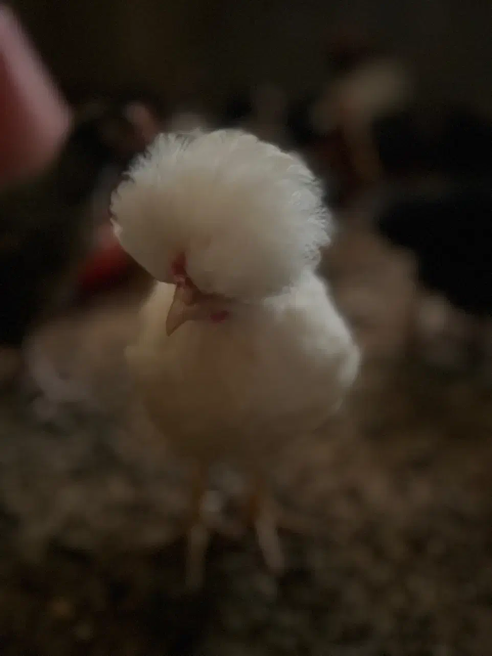 فروش نیمچه مرغ وخروس کاکلی|حیوانات مزرعه|تفت, |دیوار