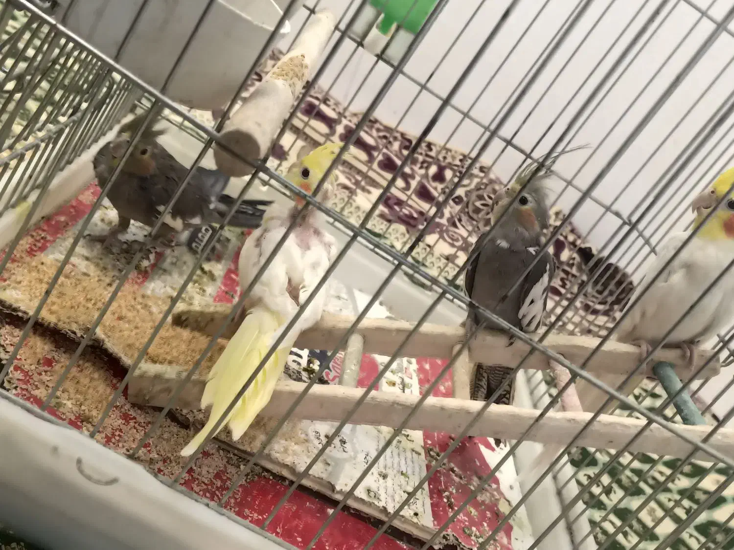 عروس هلندی|پرنده|فارسان, |دیوار