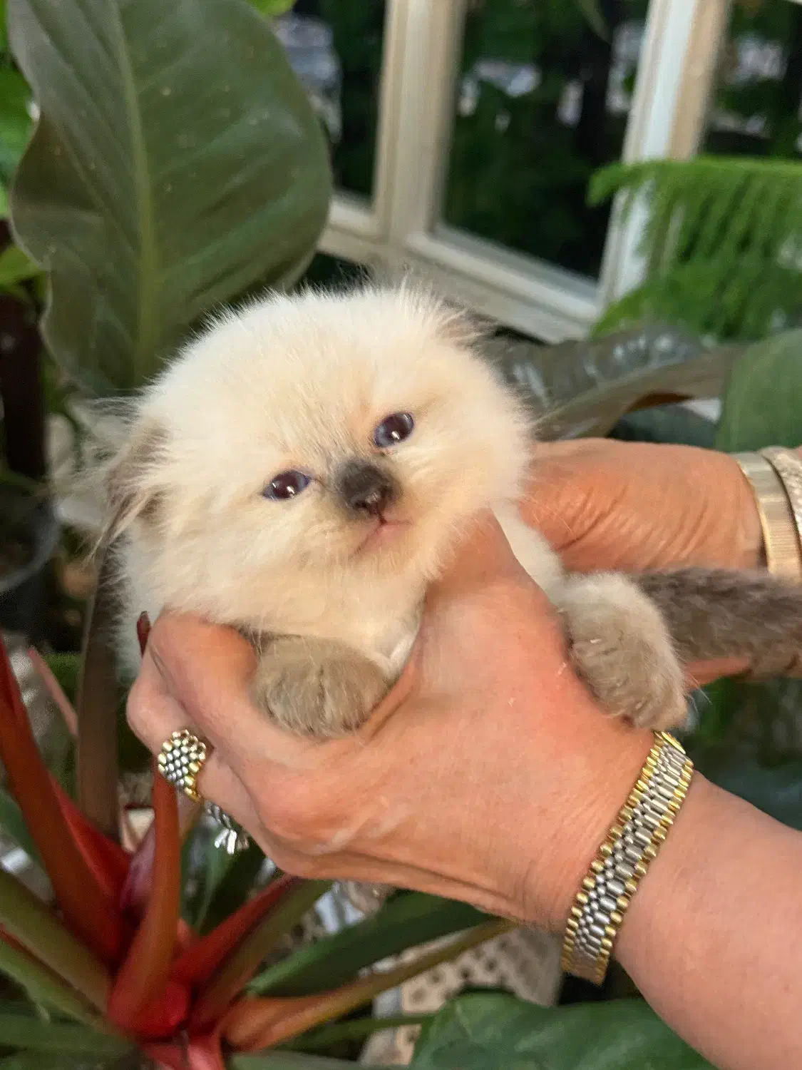 پیشی پیشی های ناز|گربه|گرگان, |دیوار