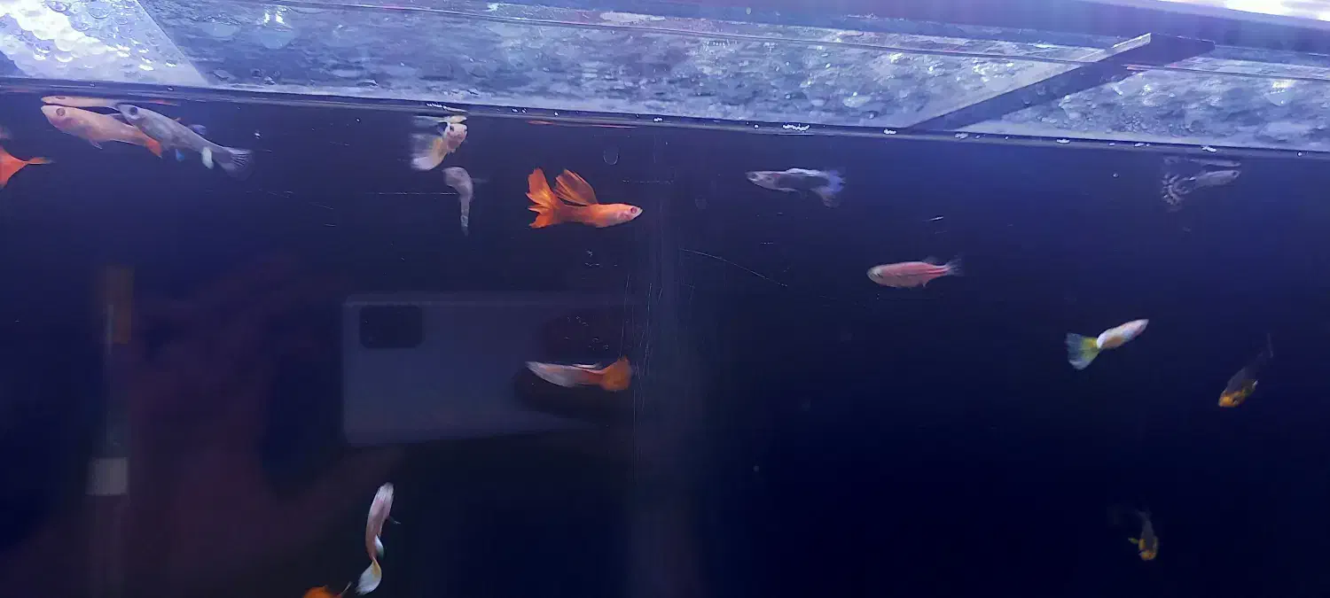 ماهی گوپی|ماهی|دینور, |دیوار