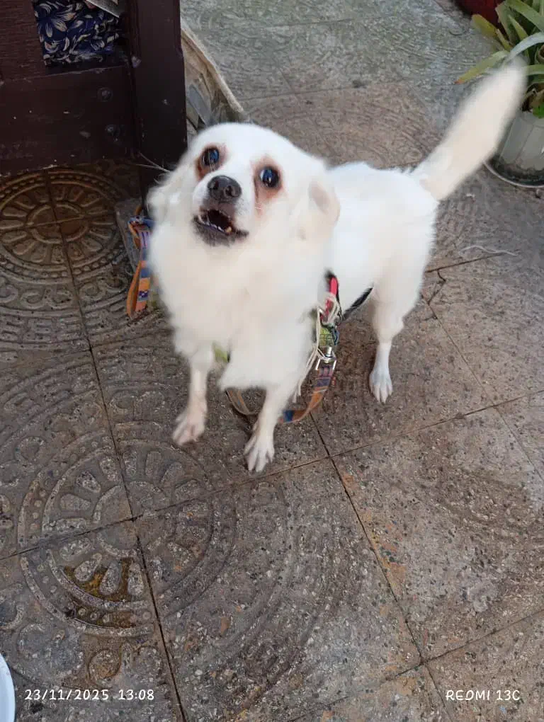 سگ  خونگی|سگ|آستانه اشرفیه, |دیوار