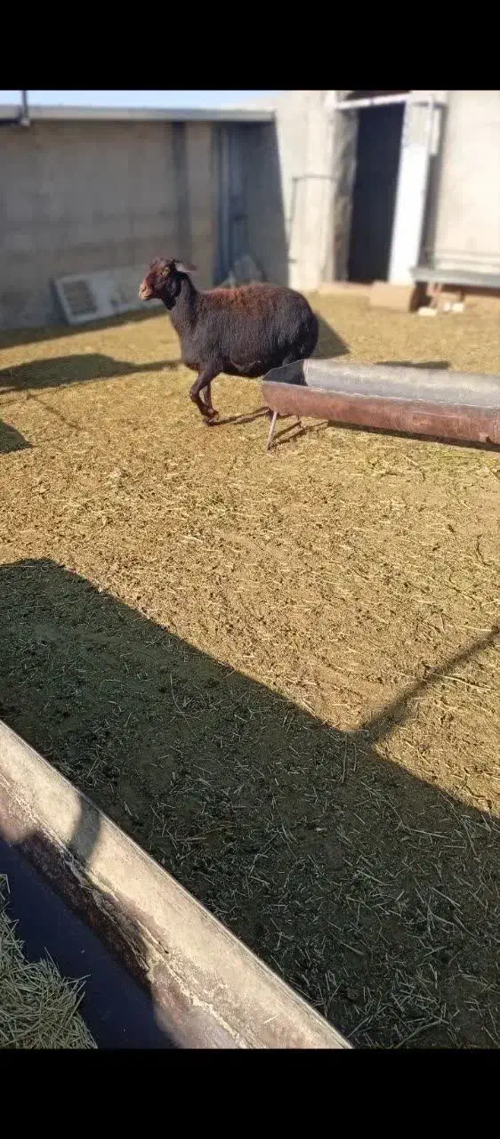 میش سیاه و سفید|حیوانات مزرعه|ندوشن, |دیوار