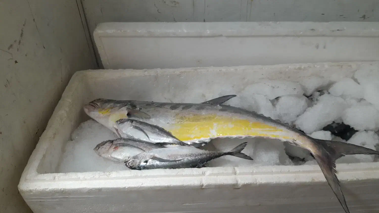 سلام ماهی دریایی رسید|خوردنی و آشامیدنی|ابرکوه, |دیوار